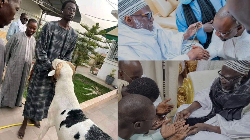 Fête de la Tabaski : Ousmane Sonko distribue des moutons à des chefs religieux Fête de la Tabaski : Ousmane Sonko distribue des moutons à des chefs religieux