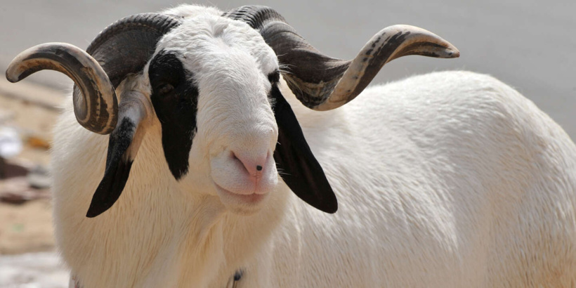 Tabaski : Cheikh Abdou Mbacké Bara Dolly offre un mouton à l’Imam Cheikh Tidiane Ndao Tabaski : Cheikh Abdou Mbacké Bara Dolly offre un mouton à l’Imam Cheikh Tidiane Ndao