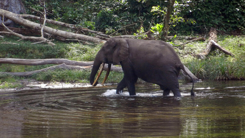 Congo-Brazzaville: colère contre un permis d’exploration pétrolière dans le parc de Conkouati-Douli Congo-Brazzaville: colère contre un permis d’exploration pétrolière dans le parc de Conkouati-Douli