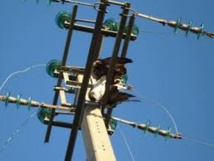 Drame à Thiès : un maçon meurt électrocuté par 30 000 volts Drame à Thiès : un maçon meurt électrocuté par 30 000 volts