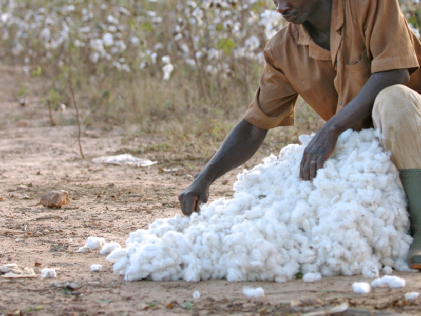 Remobiliser la filière africaine du coton face aux chutes de production Remobiliser la filière africaine du coton face aux chutes de production