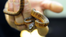 Un petit serpent (photo d'illustration). AFP PHOTO / JEAN-CHRISTOPHE VERHAEGEN