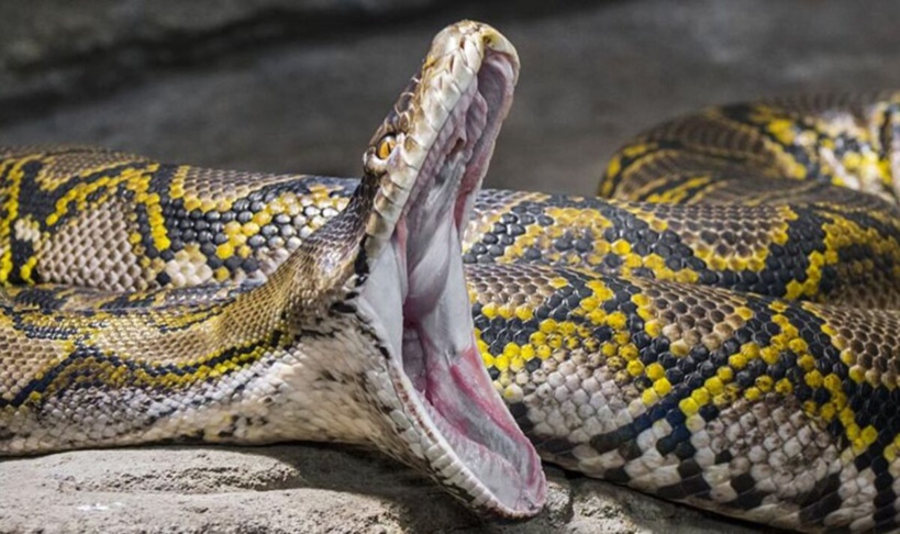 Une mère de famille retrouvée morte dans l’estomac d’un python en Indonésie Une mère de famille retrouvée morte dans l’estomac d’un python en Indonésie