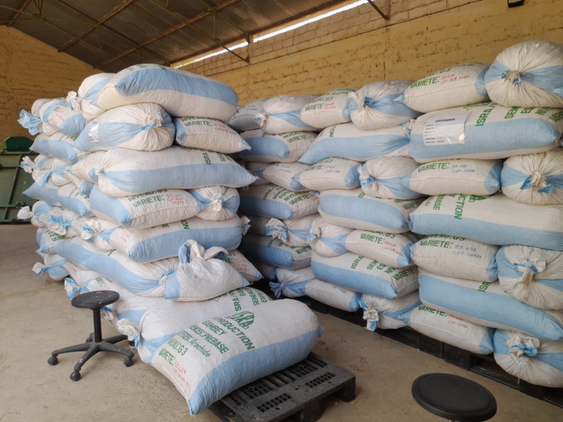 Ventes de semences certifiées : la gendarmerie arrête des commerçants à Kaymor Ventes de semences certifiées : la gendarmerie arrête des commerçants à Kaymor