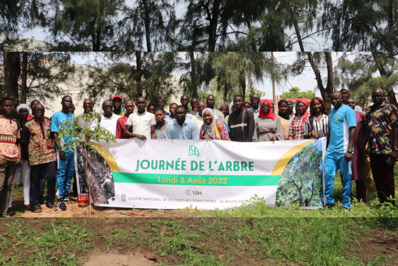 Journée nationale de l'arbre : Touba abrite l'édition 2024 Journée nationale de l'arbre : Touba abrite l'édition 2024