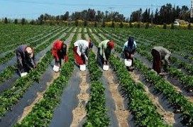 PRODAC : Cheikh Ahmadou Bamba Ngom remplace Djimo Souaré