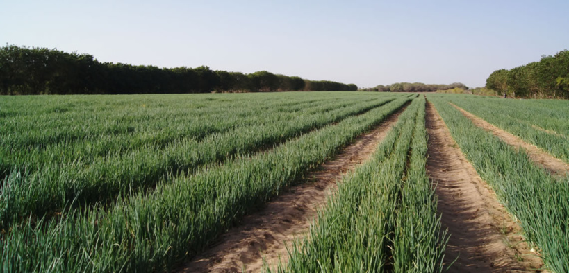 Fourniture d'équipements et d'intrants agricoles: une coopérative mise en place à Dakar pour booster le secteur de l'agriculture et de l'élevage Fourniture d'équipements et d'intrants agricoles: une coopérative mise en place à Dakar pour booster le secteur de l'agriculture et de l'élevage