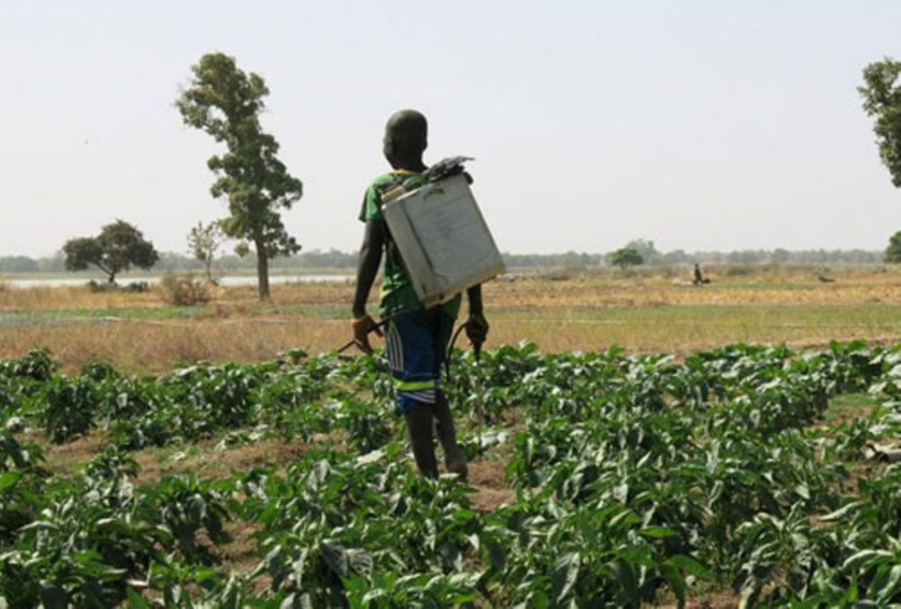 Projet Agri-Jeunes : 250 jeunes bénéficient d’un financement de 192 millions de F CFA Projet Agri-Jeunes : 250 jeunes bénéficient d’un financement de 192 millions de F CFA