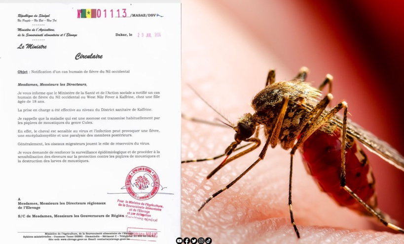 Kaffrine : un cas humain de fièvre du Nil détecté chez une fille de 18 ans Kaffrine : un cas humain de fièvre du Nil détecté chez une fille de 18 ans