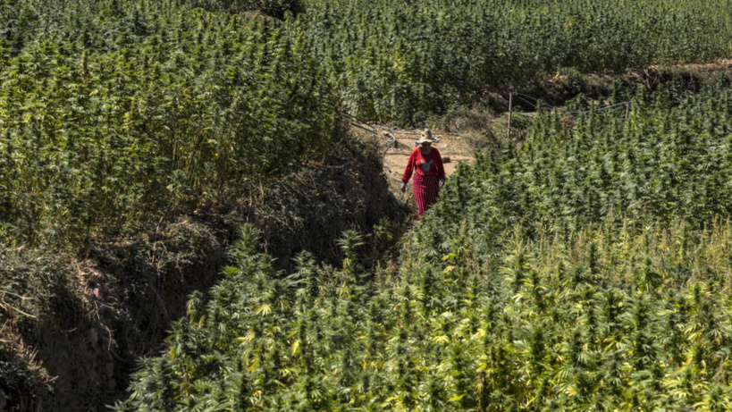 Le Maroc gracie plus de 4800 agriculteurs impliqués dans des affaires de culture de cannabis Le Maroc gracie plus de 4800 agriculteurs impliqués dans des affaires de culture de cannabis