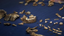 Homo naledi: une espèce proche de l'Homme qui enterrait ses morts