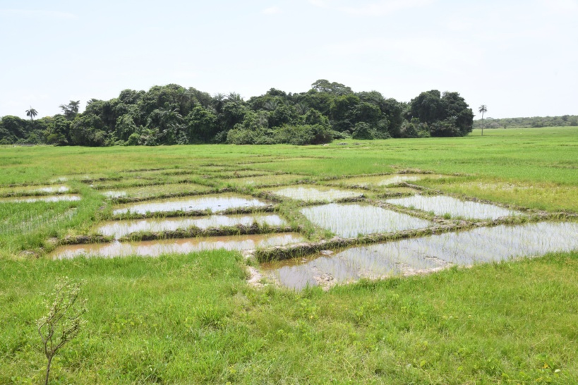 En tournée en Casamance : Mabouba Diagne offre 60 000 palmiers à huile aux populations En tournée en Casamance : Mabouba Diagne offre 60 000 palmiers à huile aux populations