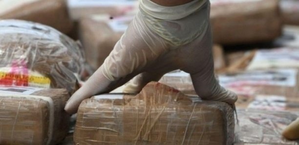 Kaolack: un individu arrêté avec 72 kg de chanvre indien 