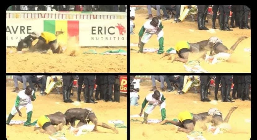 Victoire de Modou Lo sur Siteu : le pensionnaire de Lansar va déposer un recours Victoire de Modou Lo sur Siteu : le pensionnaire de Lansar va déposer un recours