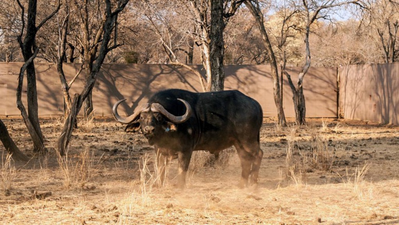 L'Afrique du Sud face à une sécheresse qui n'en finit plus L'Afrique du Sud face à une sécheresse qui n'en finit plus
