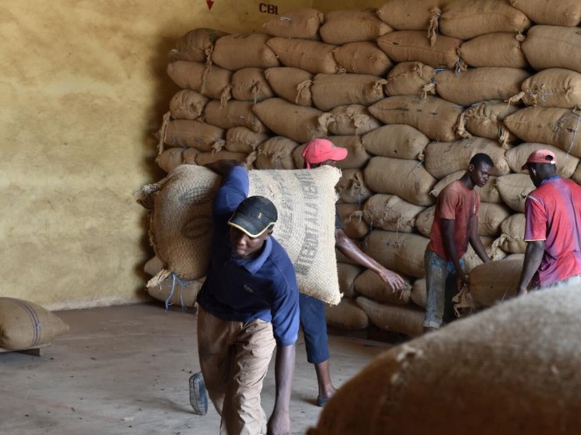 La Côte d'Ivoire s'inquiète d'une intensification de la contrebande de cacao La Côte d'Ivoire s'inquiète d'une intensification de la contrebande de cacao