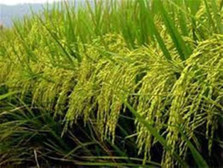 ​La production agricole a augmenté en volume de 57%, par rapport à 2014