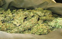 Trafic de drogue : 100 Kg de Chanvre indien saisis à Pikine Trafic de drogue : 100 Kg de Chanvre indien saisis à Pikine