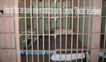 Prison de Thiès: une nouvelle cellule en construction pour les 3 présumés "Djihadistes" de Guédiawaye Prison de Thiès: une nouvelle cellule en construction pour les 3 présumés "Djihadistes" de Guédiawaye