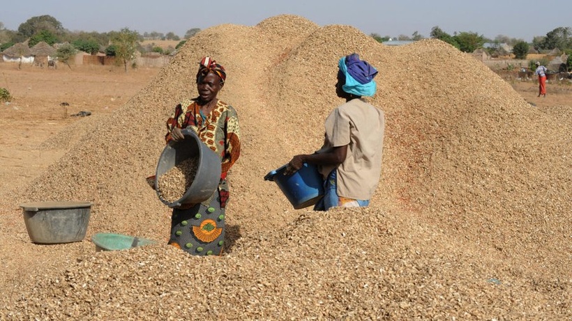 Commercialisation arachidière : 2356 tonnes collectées à Tambacounda (DRDR) Commercialisation arachidière : 2356 tonnes collectées à Tambacounda (DRDR)