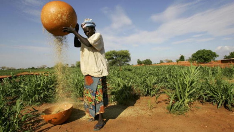 Niger: les paysans victimes des conséquences du changement climatique Niger: les paysans victimes des conséquences du changement climatique
