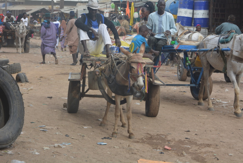 Spécial Magal 2015-Charretier: un métier générateur de revenus Spécial Magal 2015-Charretier: un métier générateur de revenus