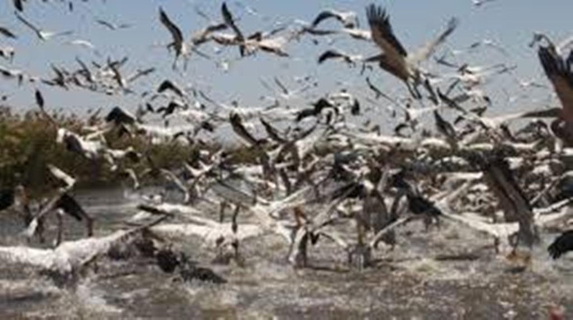 Préservation des espèces menacées : Wetlands prône la protection des zones humides pour l’avenir de l’humanité Préservation des espèces menacées : Wetlands prône la protection des zones humides pour l’avenir de l’humanité