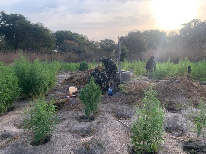 Lutte contre le trafic de drogue : plusieurs hectares de chanvre indien détruits à Kolda par l’Armée
