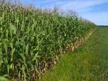 ​L’Agriculture, Levier Performant du Plan Sénégal Emergent