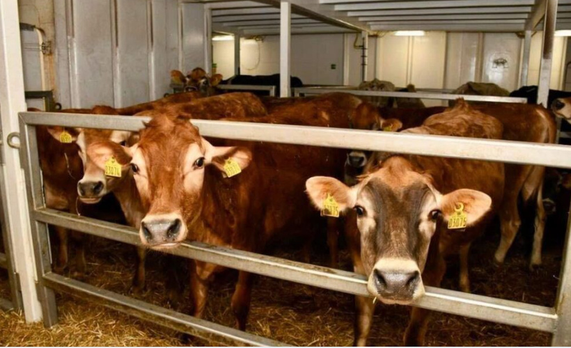 Autosuffisance laitière : un navire avec 1 307 vaches à bord a accosté lundi à Dakar Autosuffisance laitière : un navire avec 1 307 vaches à bord a accosté lundi à Dakar