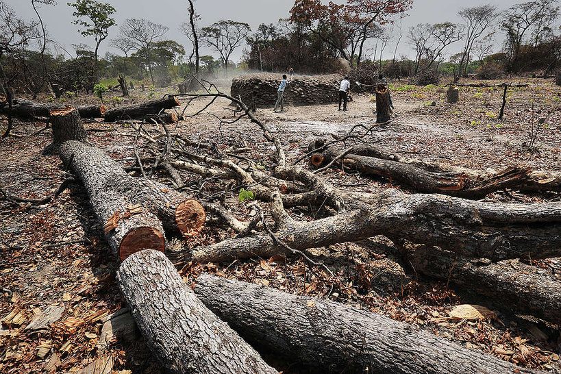 Environnement : plus de 339 000 hectares de forêts perdus en 18 ans au Sénégal (expert) Environnement : plus de 339 000 hectares de forêts perdus en 18 ans au Sénégal (expert)