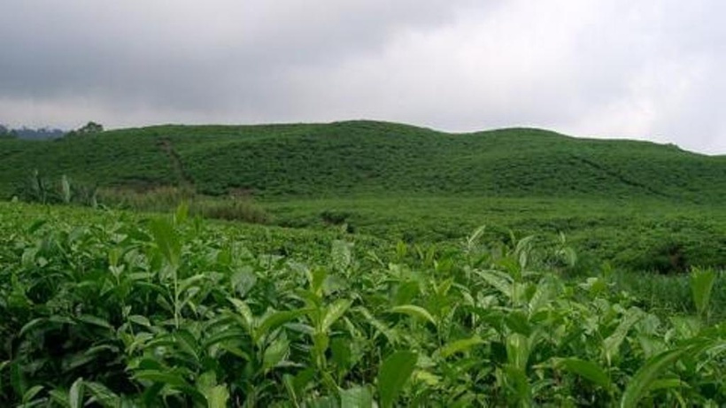 Au Cameroun, un engrais liquide bio cartonne et attire des centaines de planteurs Au Cameroun, un engrais liquide bio cartonne et attire des centaines de planteurs