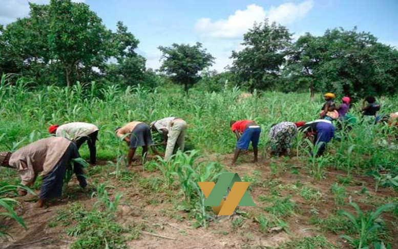 Sénégal-Agriculture : 20 Milliards additionnels seront investis dans le PRODAC en 2016 Sénégal-Agriculture : 20 Milliards additionnels seront investis dans le PRODAC en 2016