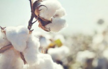 Côte d’Ivoire: 7 milliards FCFA investis entre 2011 et 2015 pour relancer la filière coton (ministre) Côte d’Ivoire: 7 milliards FCFA investis entre 2011 et 2015 pour relancer la filière coton (ministre)