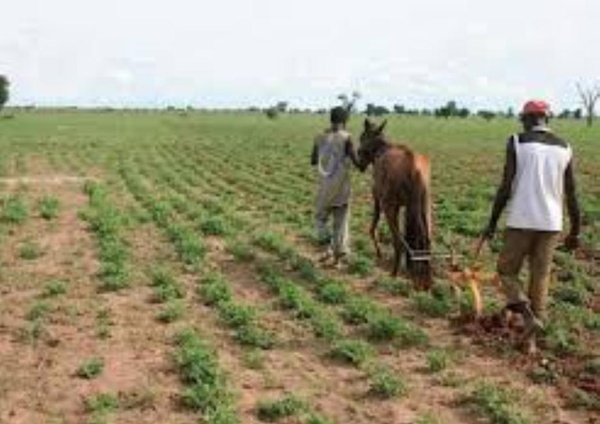 Retard dans le démarrage de la campagne de contre saison chaude : les agriculteurs de Dandé Mayo haussent le ton Retard dans le démarrage de la campagne de contre saison chaude : les agriculteurs de Dandé Mayo haussent le ton