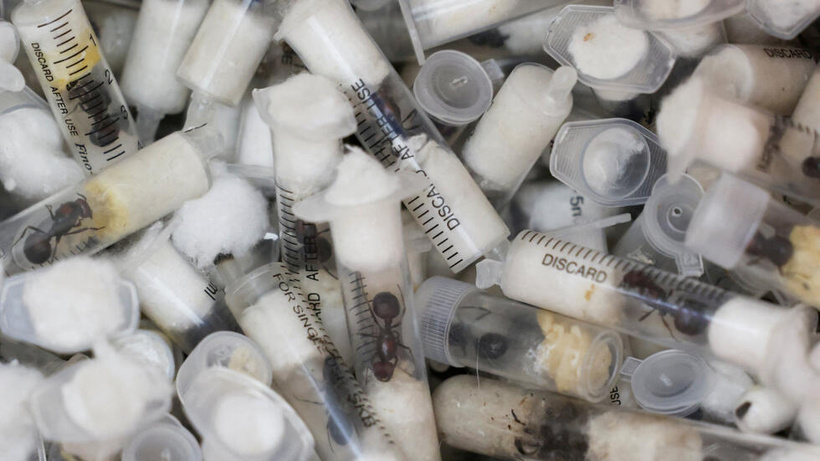 Kenya: quatre personnes arrêtées pour trafic de fourmis Kenya: quatre personnes arrêtées pour trafic de fourmis