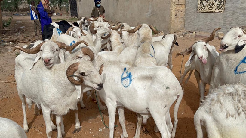 Tabaski 2025 à Ziguinchor : un besoin estimé à 25 000 moutons pour satisfaire la demande