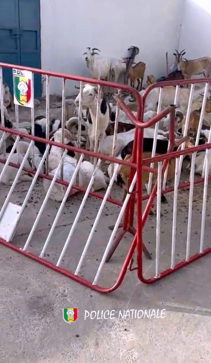 Vol de bétail à Saint-Louis : au total huit (8) personnes arrêtées et 54 bêtes saisies Vol de bétail à Saint-Louis : au total huit (8) personnes arrêtées et 54 bêtes saisies