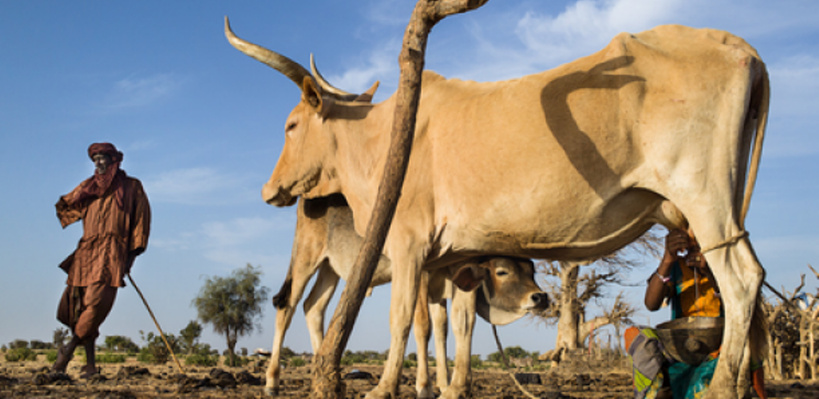 Ranérou : un berger de 27 ans tué à coups de couteau par un boutiquier Ranérou : un berger de 27 ans tué à coups de couteau par un boutiquier