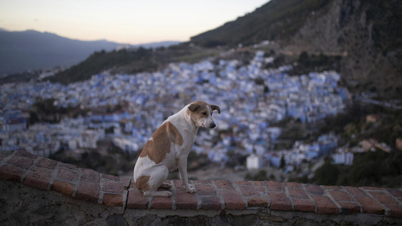 Maroc: la politique de stérilisation des chiens errants continue à susciter la polémique Maroc: la politique de stérilisation des chiens errants continue à susciter la polémique