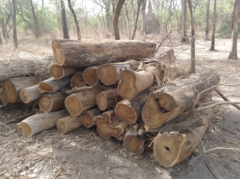 Lutte contre la déforestation illégale : 344 troncs de bois saisis à Médina Yoro Foula Lutte contre la déforestation illégale : 344 troncs de bois saisis à Médina Yoro Foula