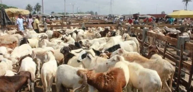 Mbacké se prépare à la Tabaski : 35 000 moutons attendus, 14 points de vente répertoriés Mbacké se prépare à la Tabaski : 35 000 moutons attendus, 14 points de vente répertoriés