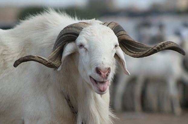 Tabaski 2025: le Consulat du Sénégal à Casablanca appelle au respect de l’interdiction du sacrifice