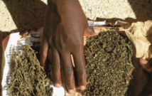 Arrêté avec 42,5 kilos de chanvre indien, l’apprenti-chauffeur risque 15 ans de travaux forcés