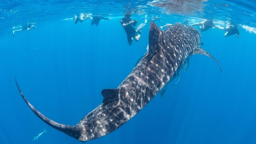 Au large du golfe de Guinée, étudier le requin-baleine pour préserver l'océan Au large du golfe de Guinée, étudier le requin-baleine pour préserver l'océan