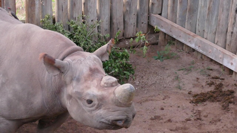 Réintroduire les rhinocéros en Afrique du Sud: Amos, le protecteur de rhinos Réintroduire les rhinocéros en Afrique du Sud: Amos, le protecteur de rhinos