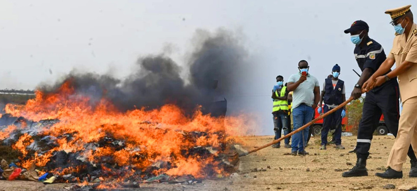 Kaolack : 4,3 tonnes de chanvre indien incinérées par les autorités Kaolack : 4,3 tonnes de chanvre indien incinérées par les autorités