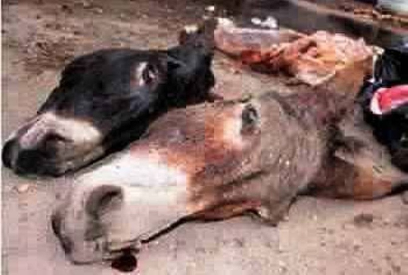 Découverte macabre à Ndiayène Mbeulleup : deux (02) ânes tués et dépecés, la viande emportée