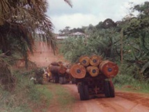 «Menaces sur les forêts africaines»: La responsabilité du groupe Bolloré