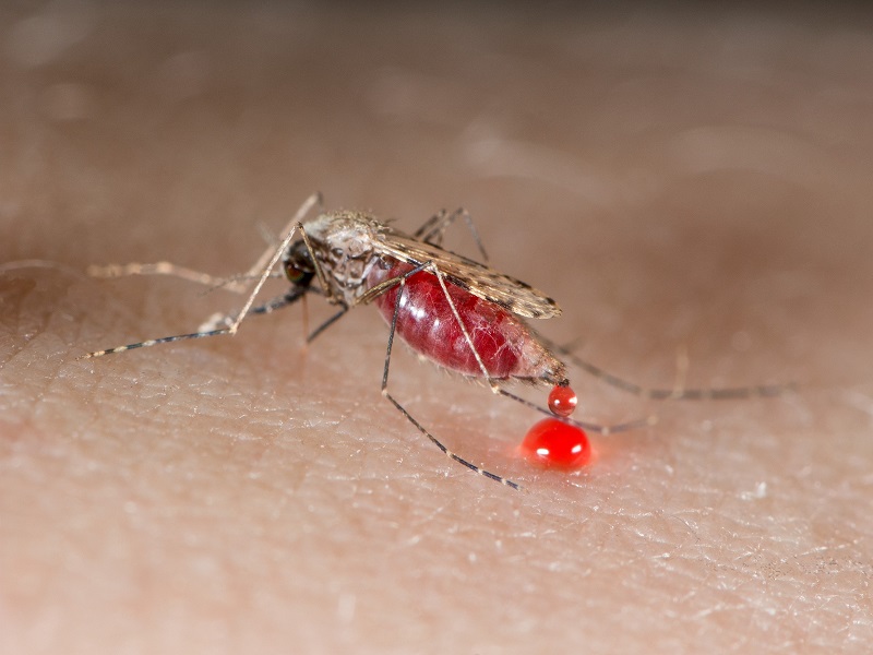 Dr. El Hadji Doucouré : "Le Sénégal a enregistré 429 369 cas de paludisme, dont 10 433 cas graves et 314 décès en 2024"
